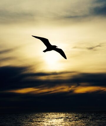 imagem em silhueta de ave a voar sobre o mar ao por do sol