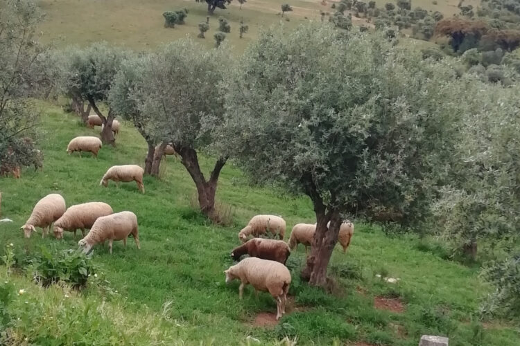 imagem de campo com ovelhas