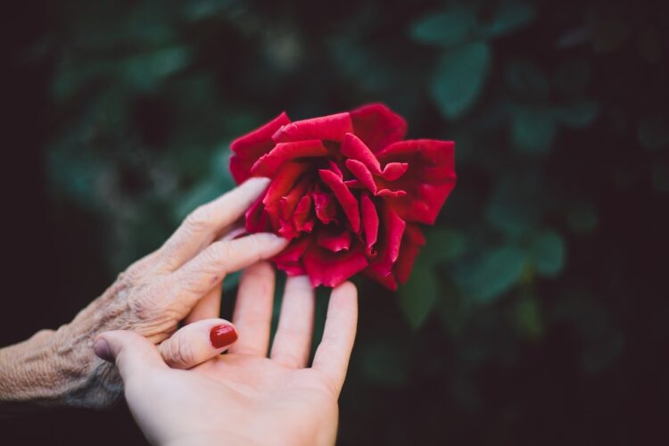 imagem de duas mãos de uma avó e neta a segurar uma rosa vermelha